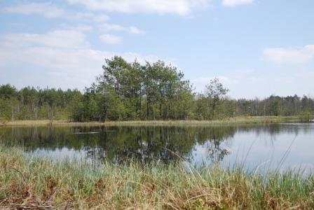 Rezerwat "Polesie Rowskie" (fot. J. Błędowski) 